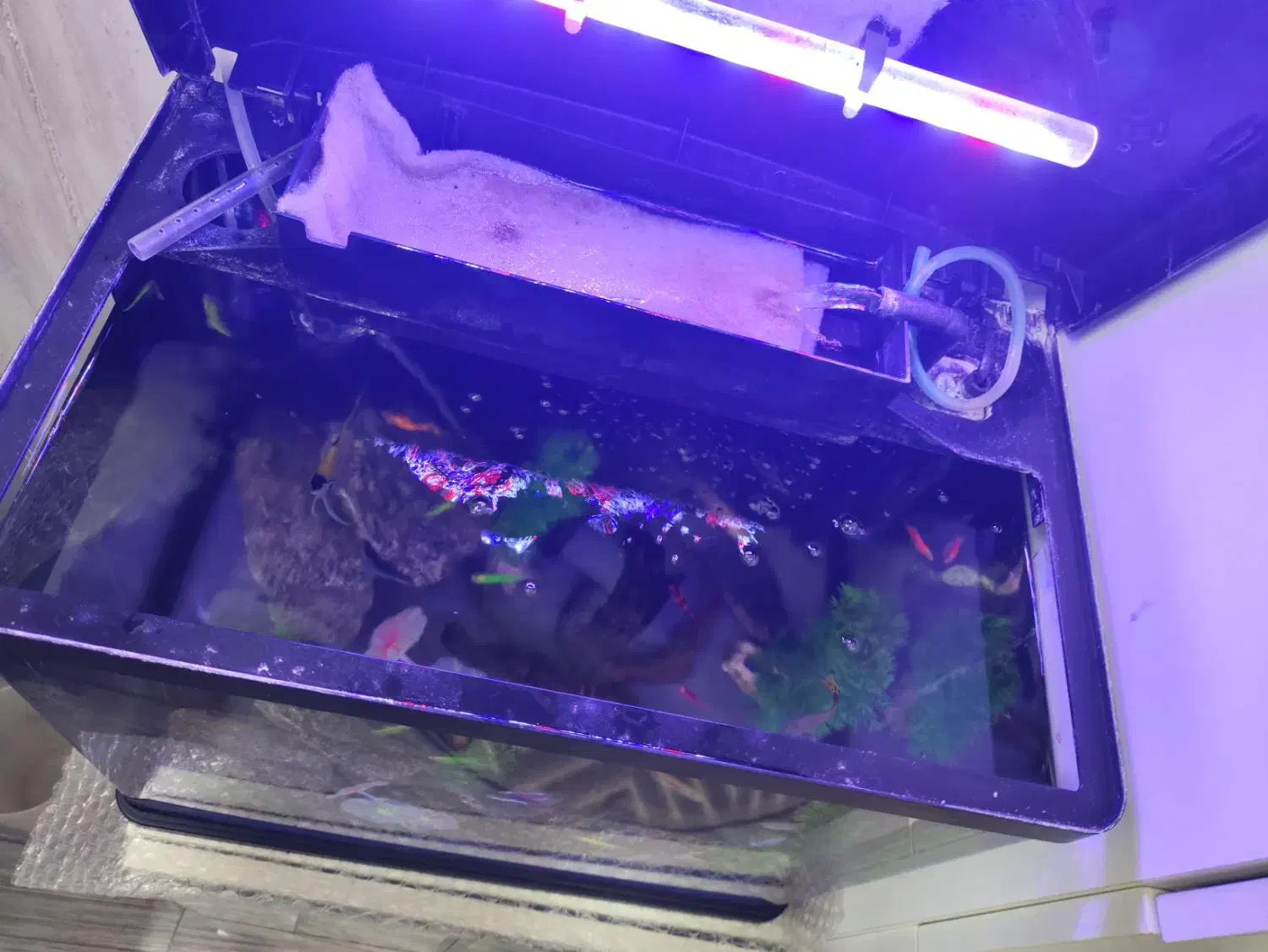 آکواریوم ma24 ماهیران|ماهی|مشهد, فاطمیه|دیوار