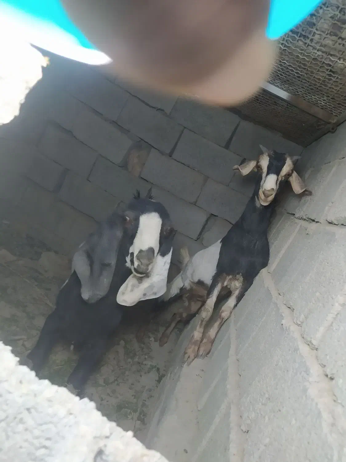 پاچن نسل دار وماده نسلی چهارقلو|حیوانات مزرعه|سراوان, |دیوار