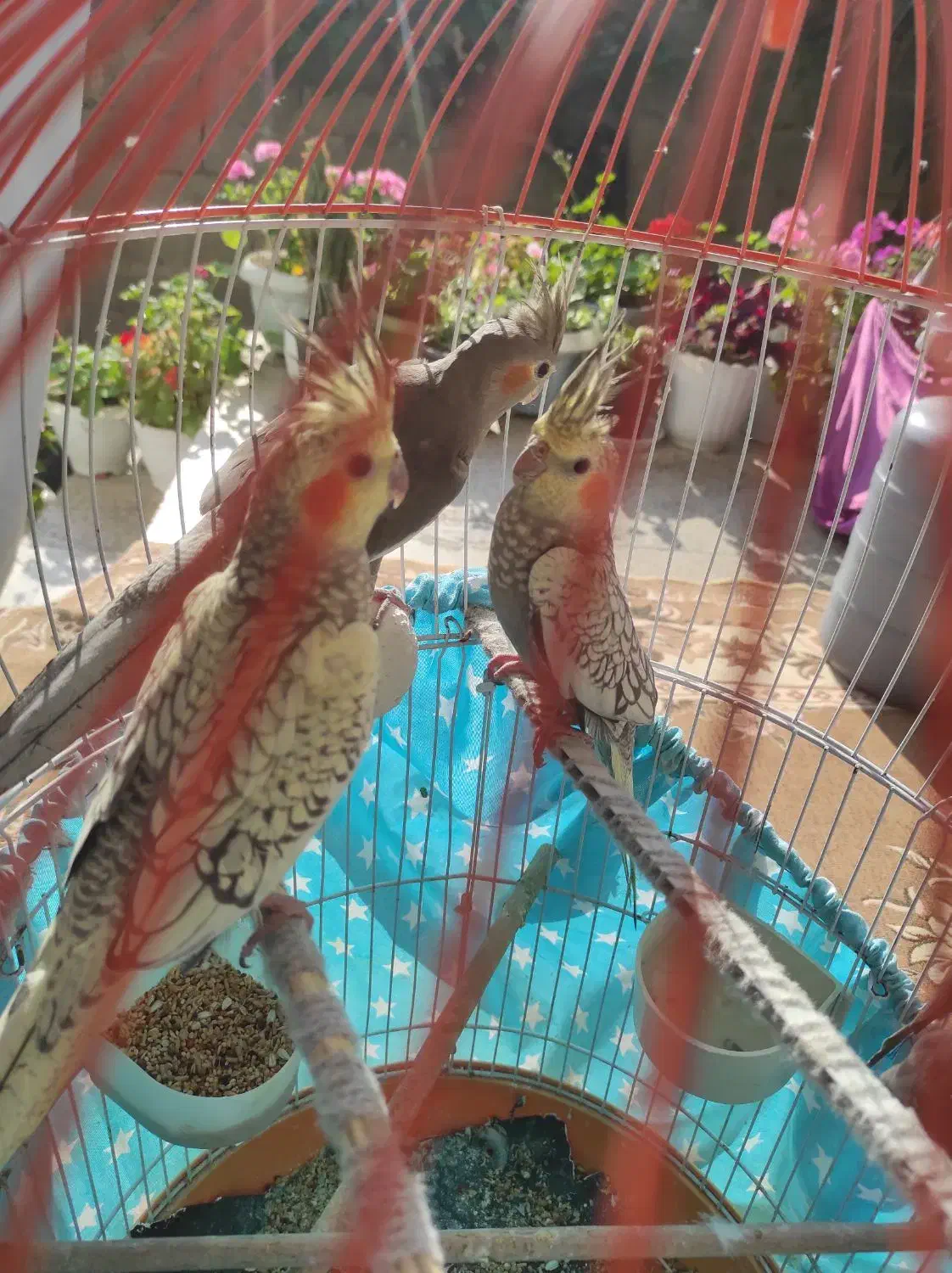 سه  عدد جوجه  عروس هلندی|پرنده|صومعه‌سرا, |دیوار