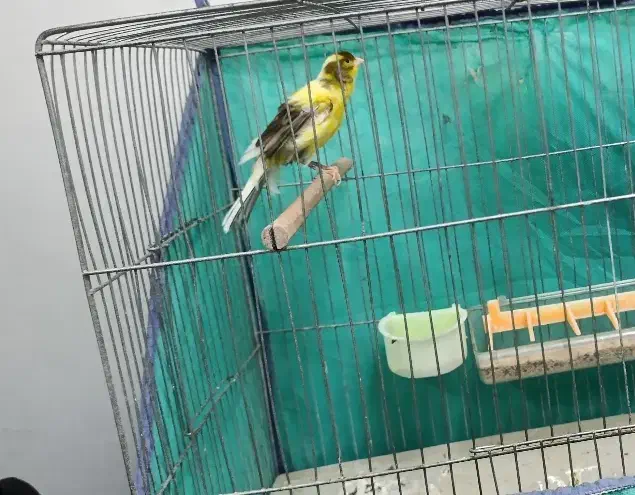 قناری نر|پرنده|اراک, |دیوار