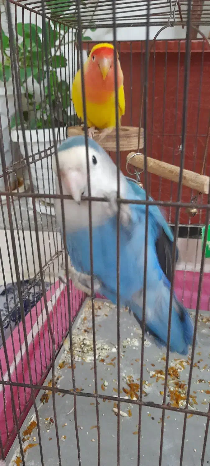 فروش طوطی برزیلی|پرنده|شاهین‌شهر, گرگاب|دیوار