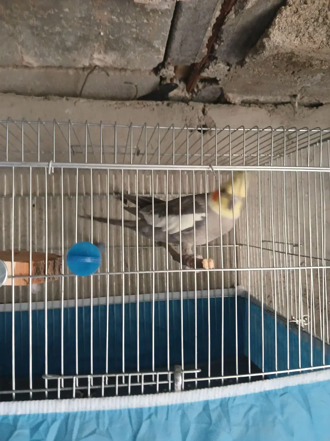 عروس هلندی|پرنده|نورآباد ممسنی, |دیوار