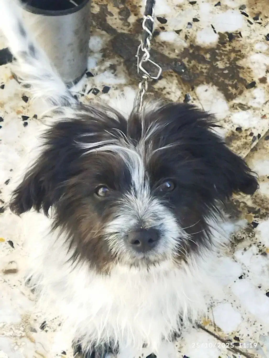 سگ شیتزو پامر|سگ|خرم‌آباد, |دیوار