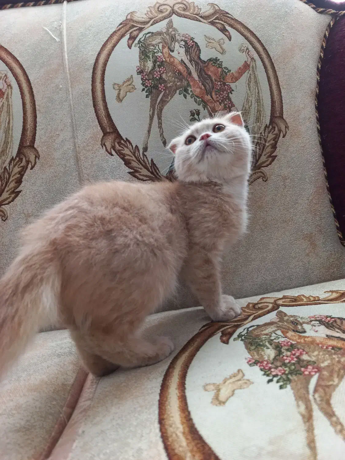 اسکاتیش کاراملی|گربه|تبریز, |دیوار