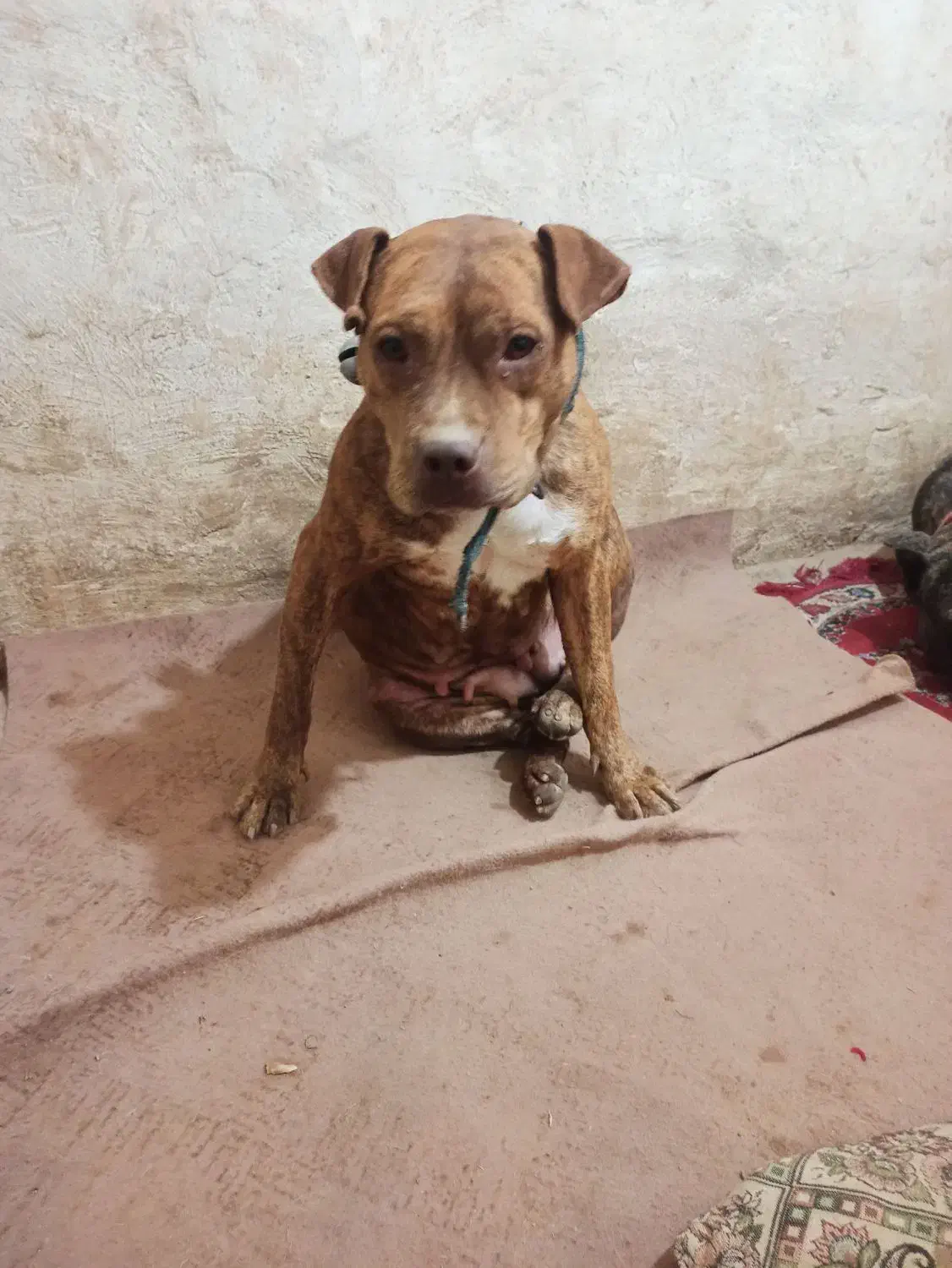 سگ پیتبول آمریکن بولی پوکت ماده دم فحل نگهبان|سگ|مشهد, شهرک مهر آباد|دیوار