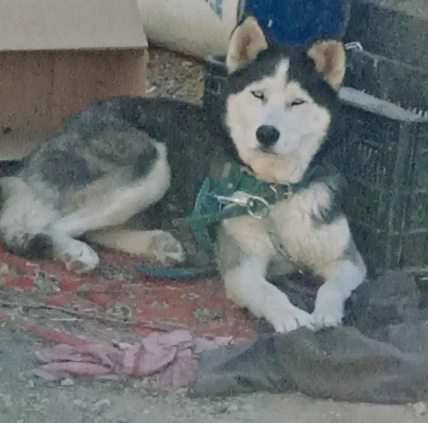 سگ هاسکی|سگ|ارسنجان, |دیوار