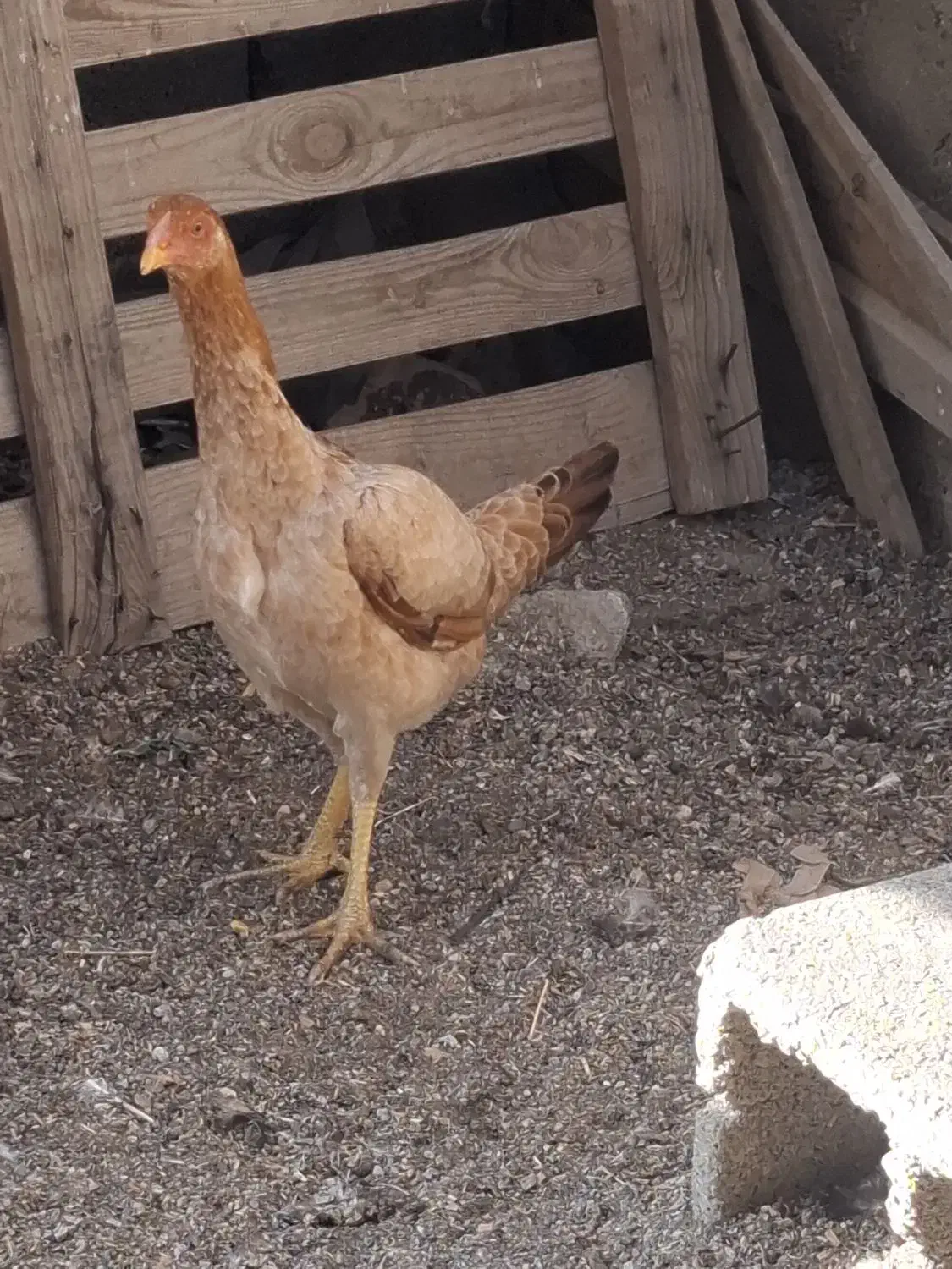 یک عددمرغ لاری ویک عددمرغ سلطان بفروش میرسد|حیوانات مزرعه|محمدشهر, یزدیها|دیوار