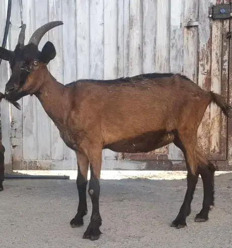 دو تا بز الپاین خالص|حیوانات مزرعه|رومشکان, |دیوار