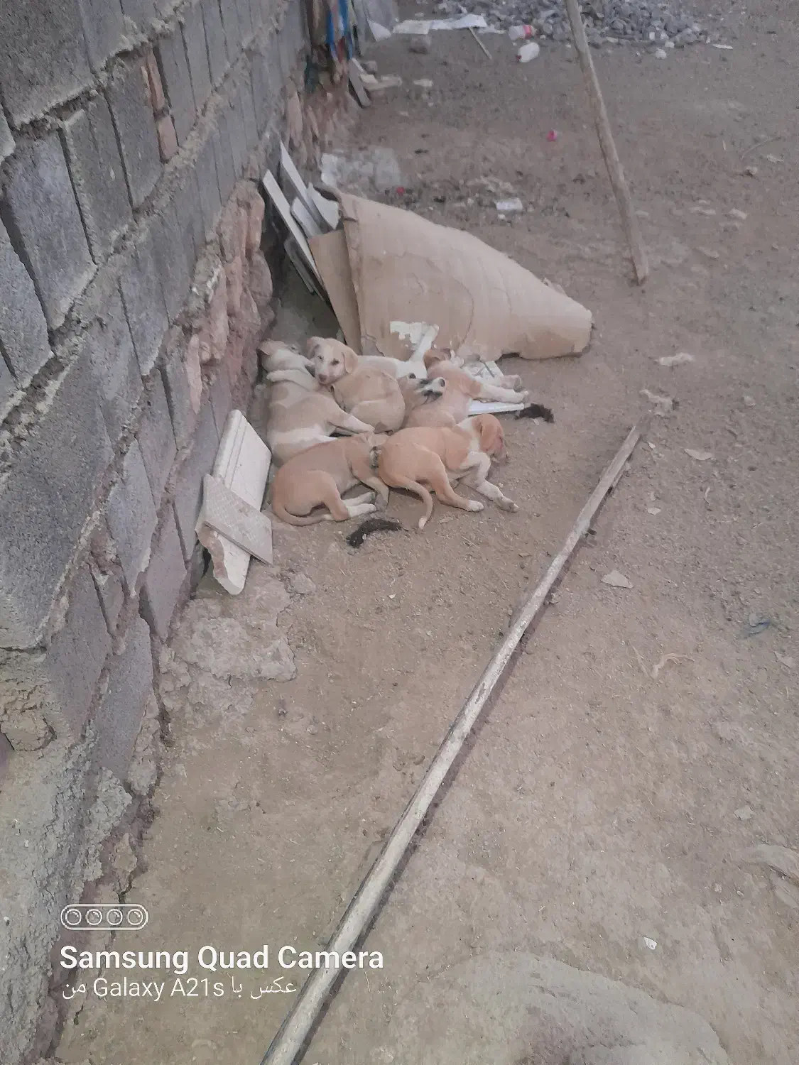 حیوانات|سگ|گیلان غرب, |دیوار