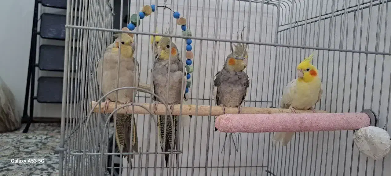 6 عدد عروس هلندی|پرنده|گرمسار, |دیوار