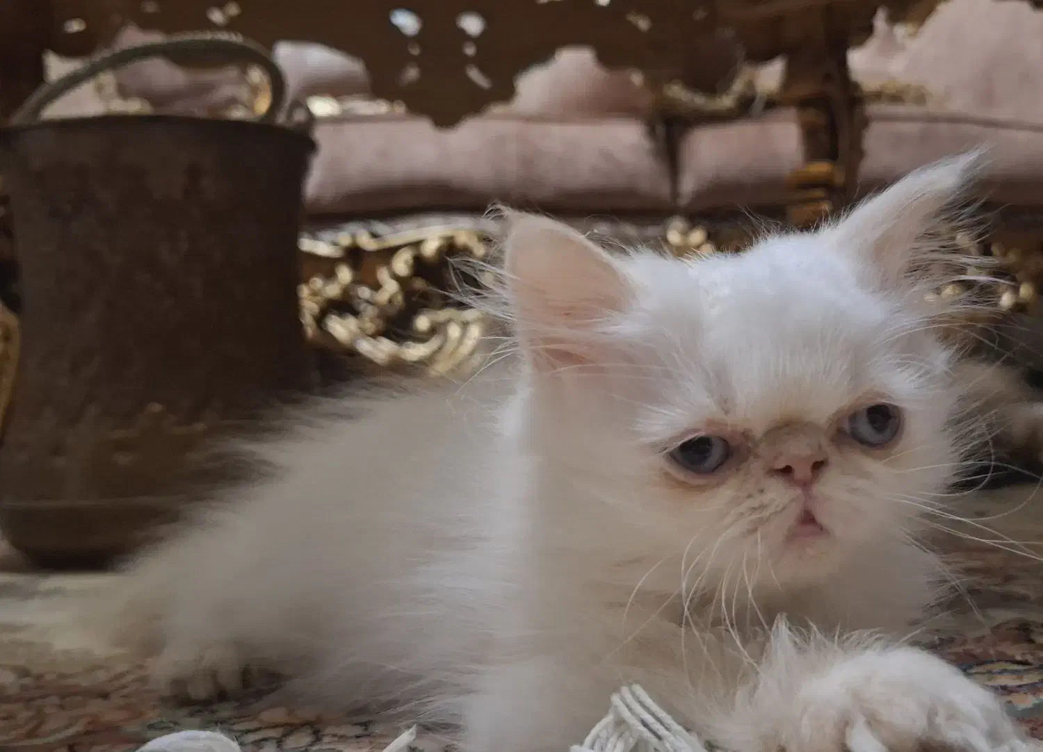 پرشین هیمالین رد پوینت ماده|گربه|تبریز, |دیوار