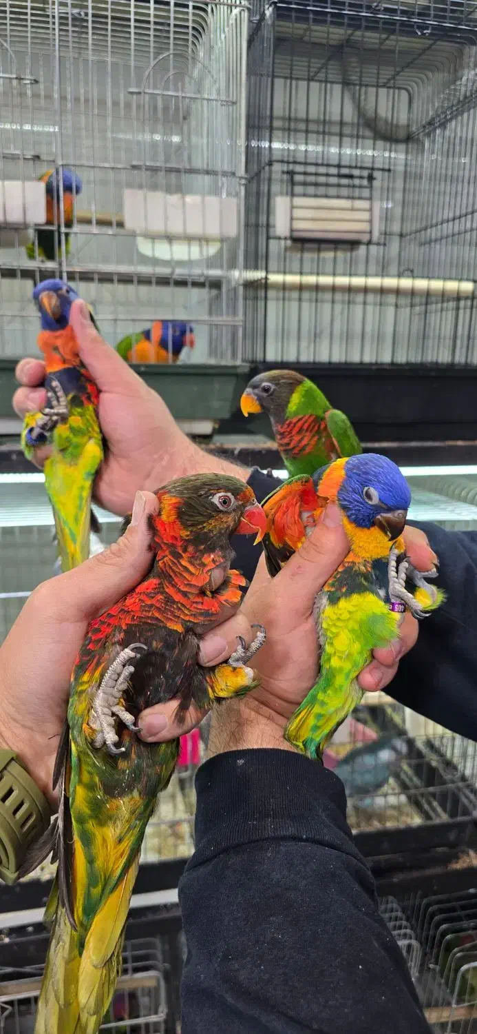 بورس طوطی لوری لوریکیت ایران|پرنده|تهران, دردشت|دیوار