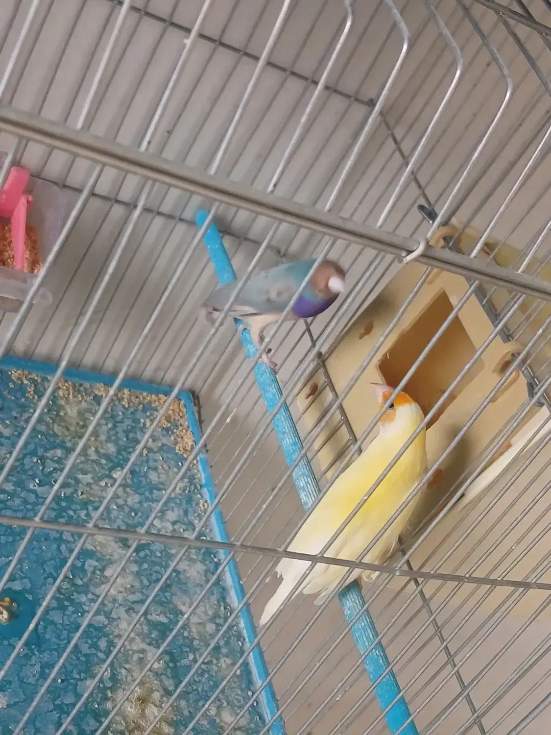 فنچ|پرنده|مرودشت, فرهنگ|دیوار