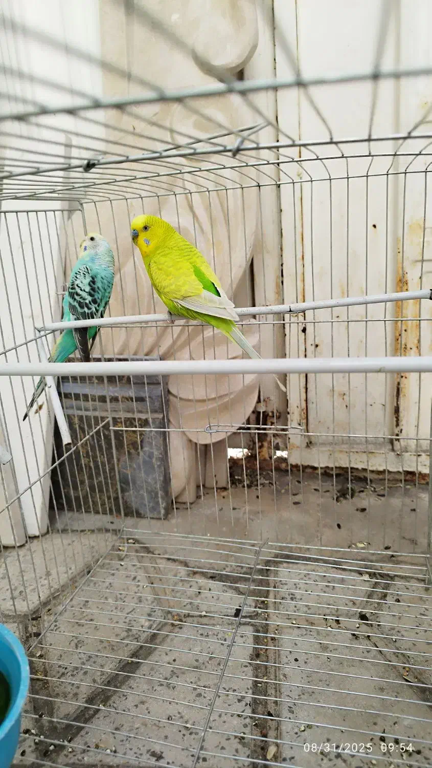 طوطی ملنگو ، برزیلی ، عروس و مرغ عشق|پرنده|ابهر, |دیوار