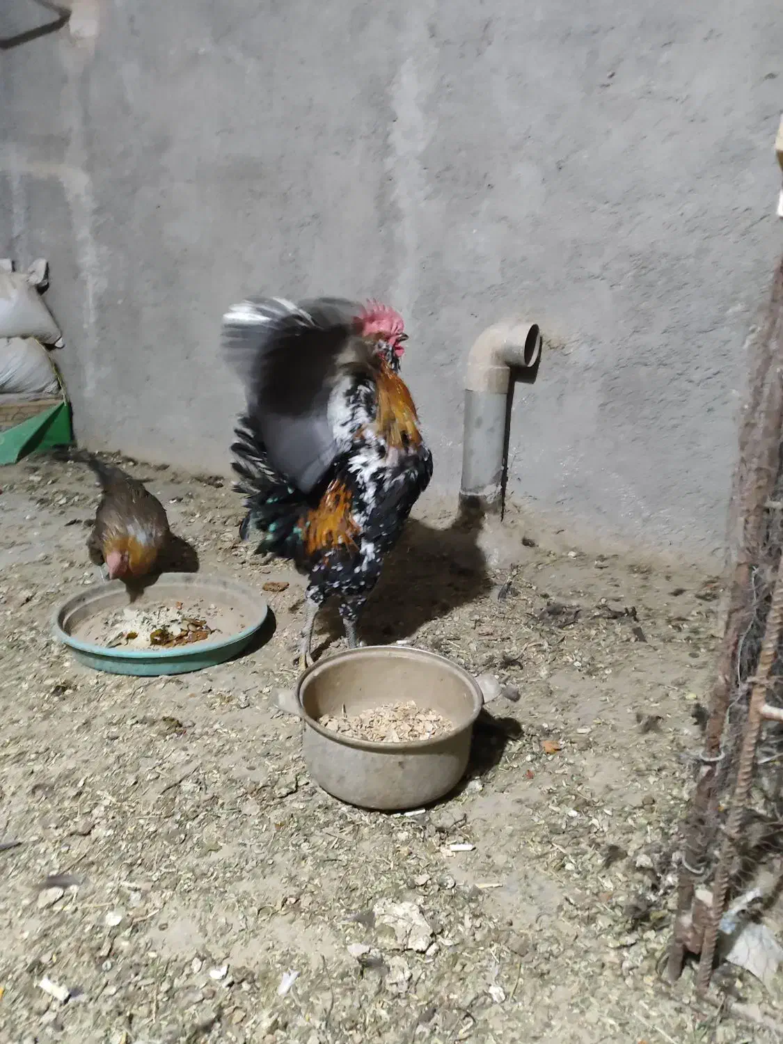 خروس|حیوانات مزرعه|فولادشهر, بوستان خلیج فارس|دیوار