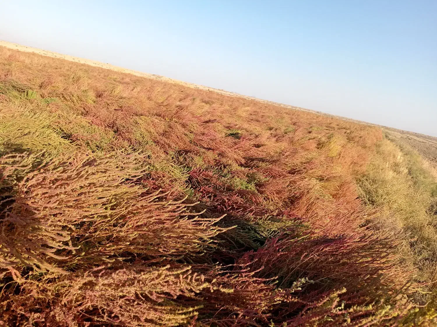 جارو محلی. شهرداری|لوازم نظافت|سبزوار, قصبه شرقی|دیوار