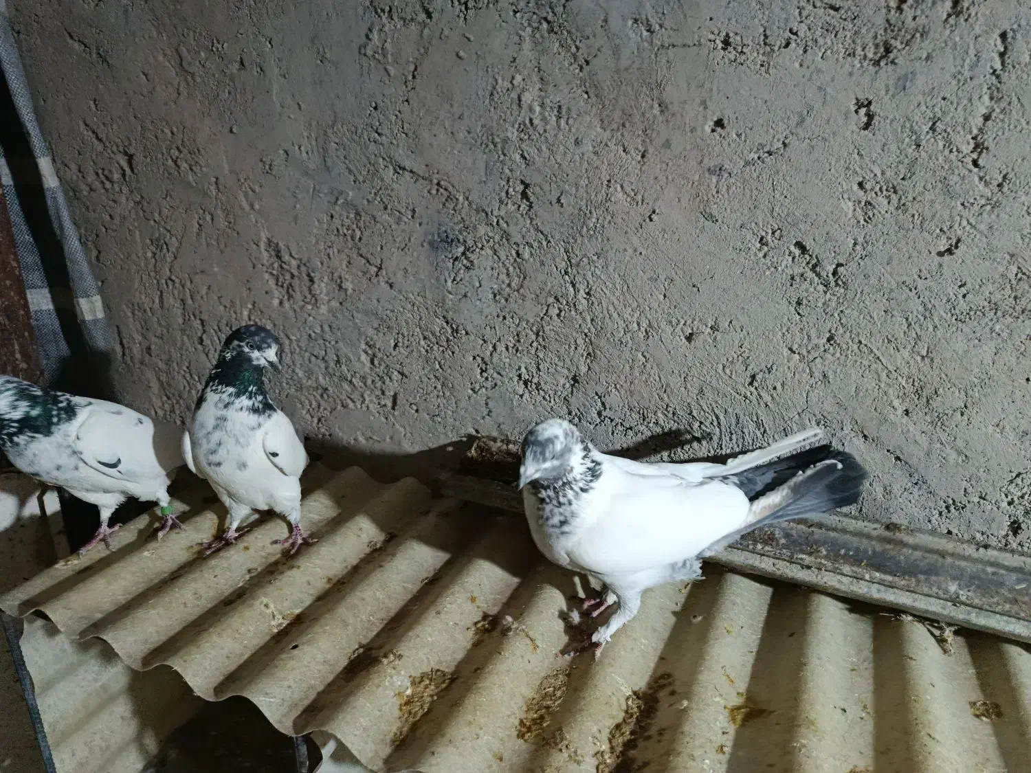 کبوتر|پرنده|ایوان, |دیوار