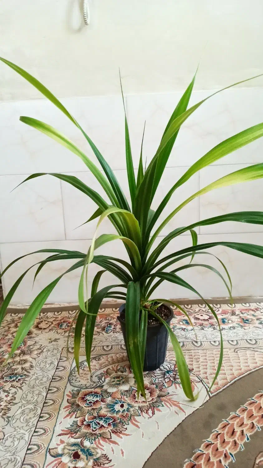 گل پاندانوس|گل و گیاه طبیعی|قزوین, |دیوار