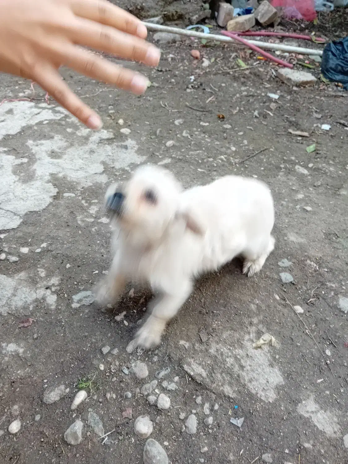 توله پاکوتاه|سگ|گنبد کاووس, |دیوار