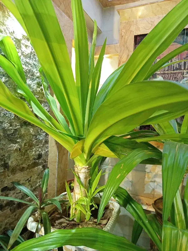 گل ذرتی|گل و گیاه طبیعی|ششده و قره بلاغ, |دیوار