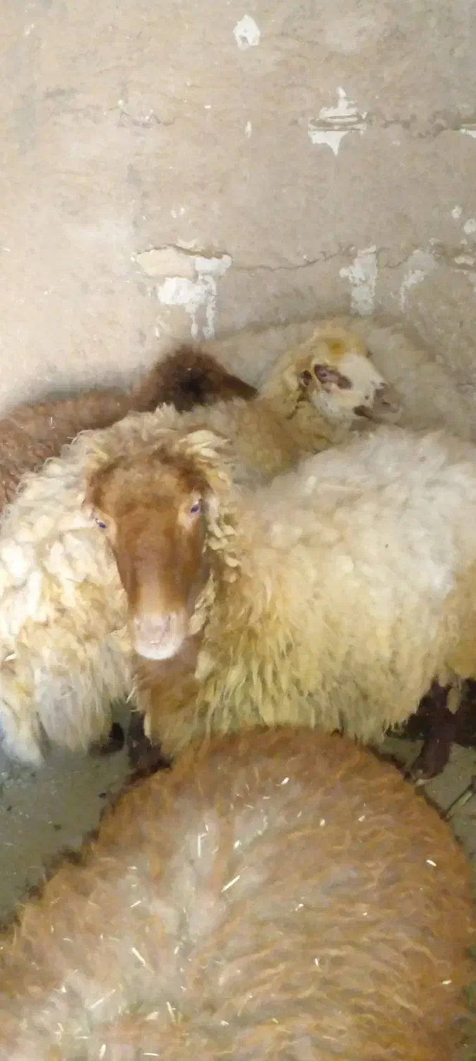 دو میش|حیوانات مزرعه|خورموج, |دیوار