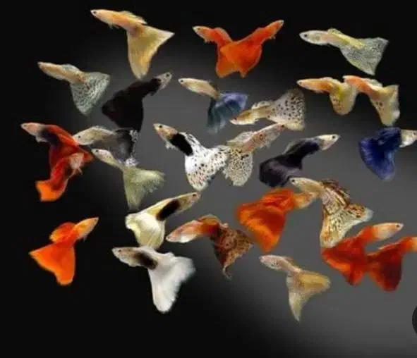 ۱۰نژاد ماهی رنگین کمان رسید|ماهی|اردبیل, |دیوار