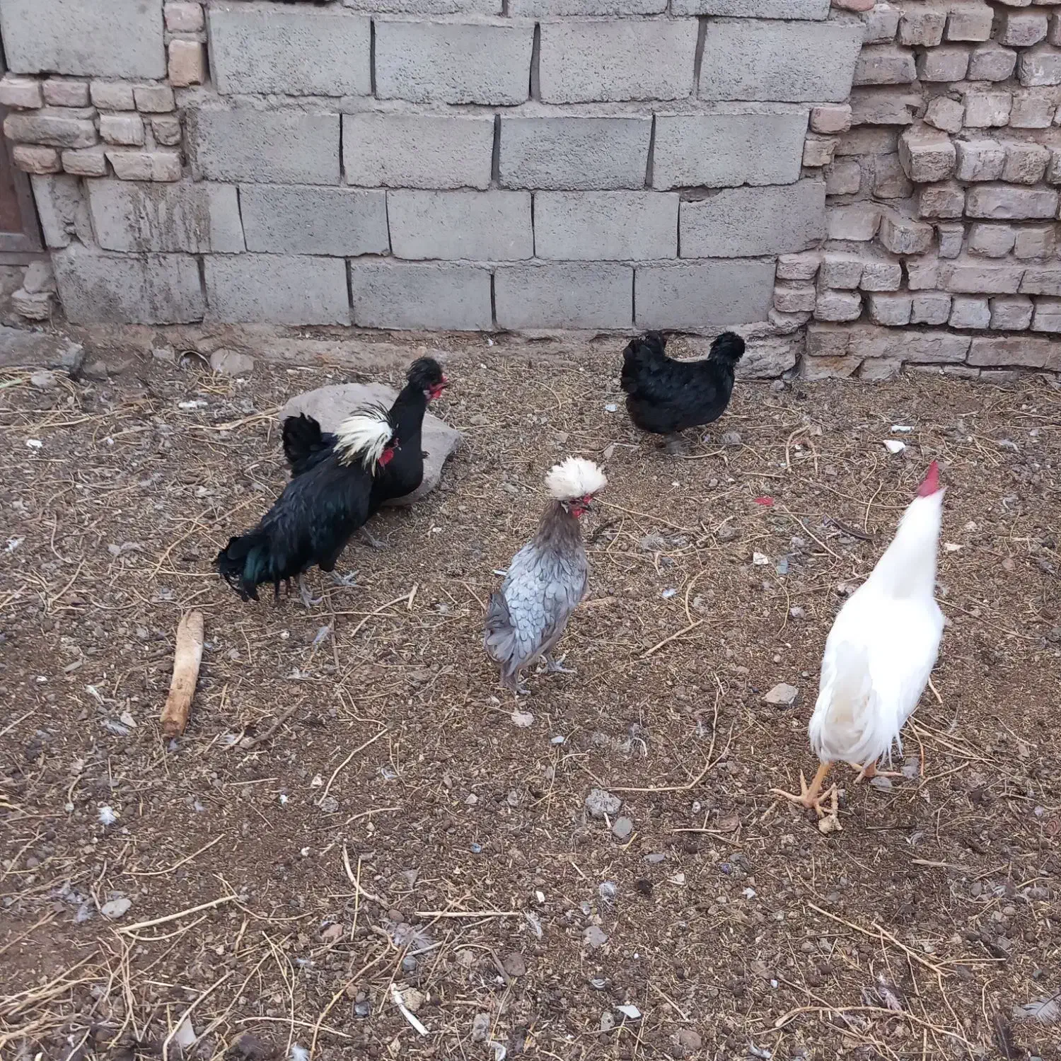 مرغ وخروس لهستانی اصل|حیوانات مزرعه|نیشابور, شهرک بهداری|دیوار