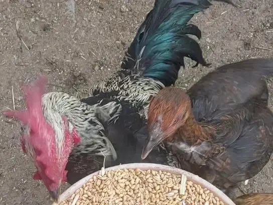 مرغ و خروس|حیوانات مزرعه|اردبیل, |دیوار