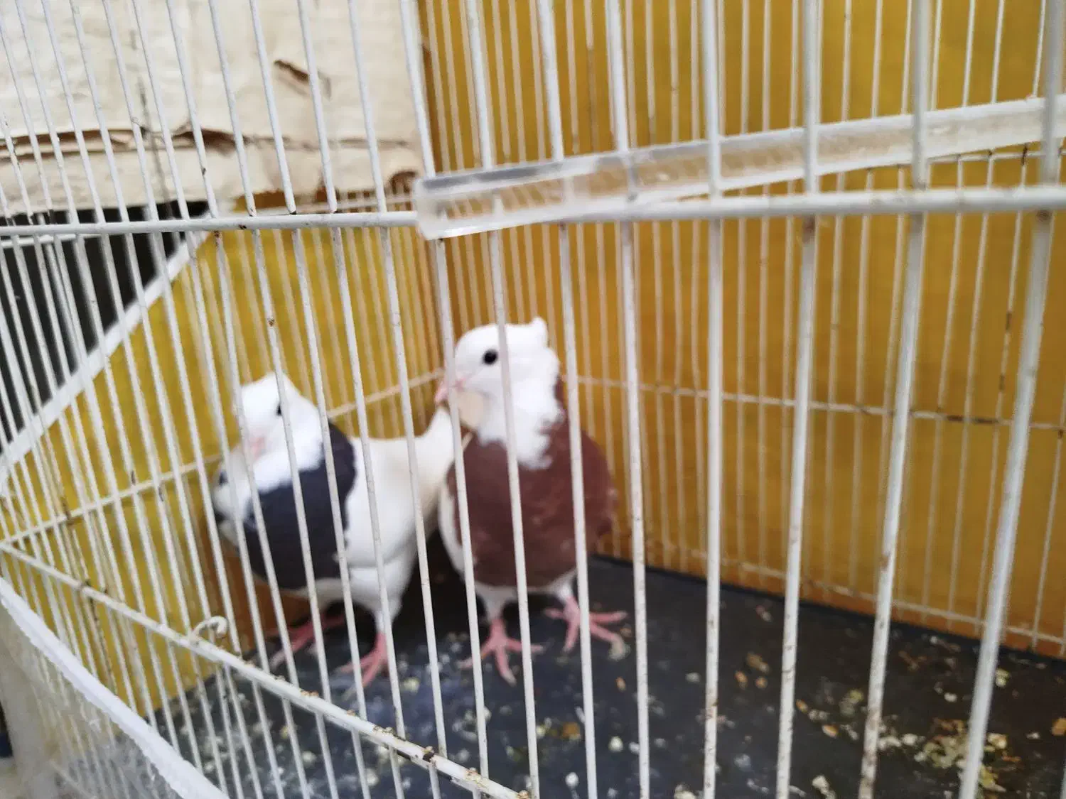 یه جفت طوقی کاکلی هردو با هم ۴۵۰|پرنده|سبزوار, امیر کبیر|دیوار