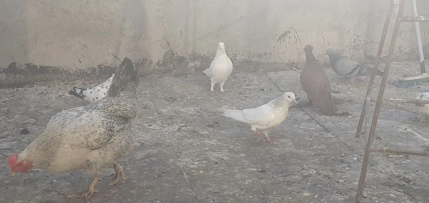 بوم کبوتر راعبی و تهرونی|پرنده|اصفهان, کردآباد|دیوار