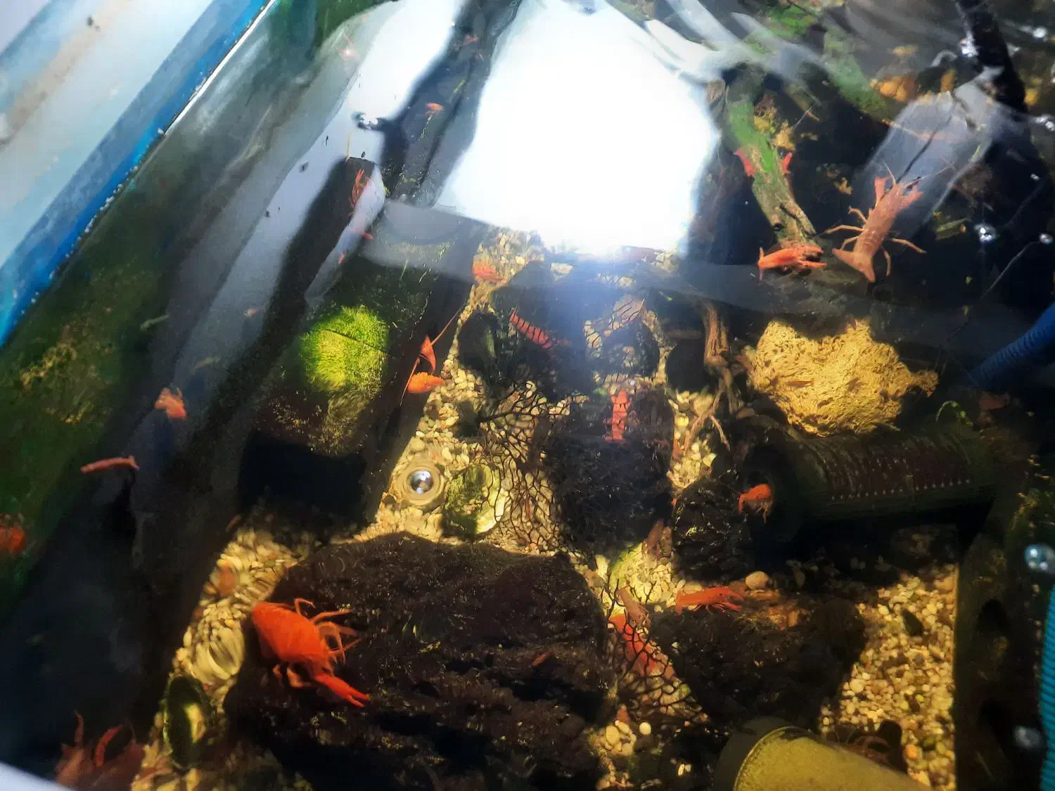 لابستر|ماهی|مشهد, امیریه|دیوار