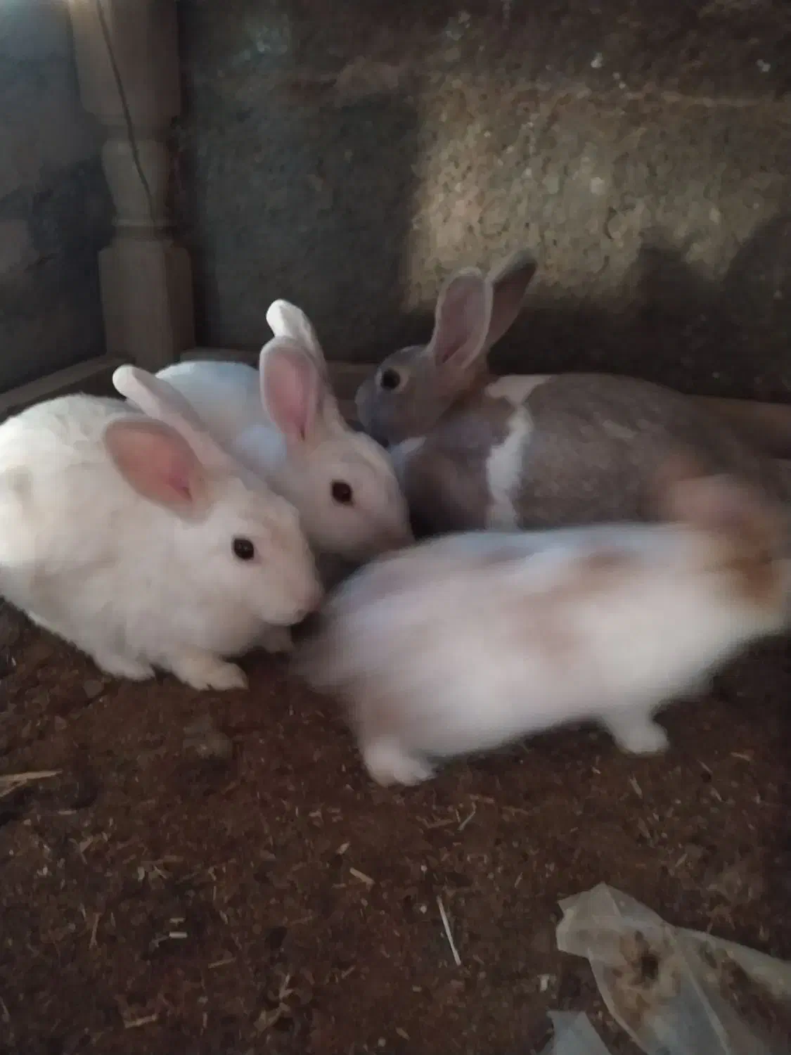 بچه خرگوش بازیگوش|موش و خرگوش|کاشان, فاز ۲ ناجی آباد|دیوار