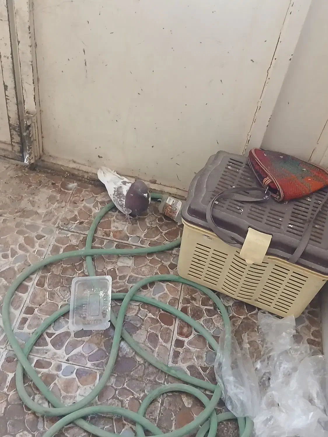 کفتر|پرنده|آباده, |دیوار