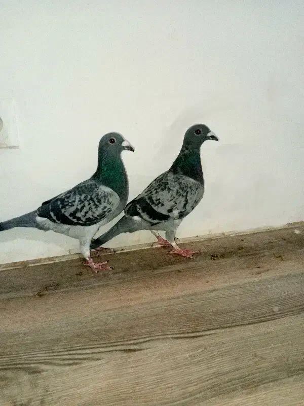 یک جفت کبوتر پلاکی مسافت بلند با ظمانت|پرنده|مشهد, نوید|دیوار