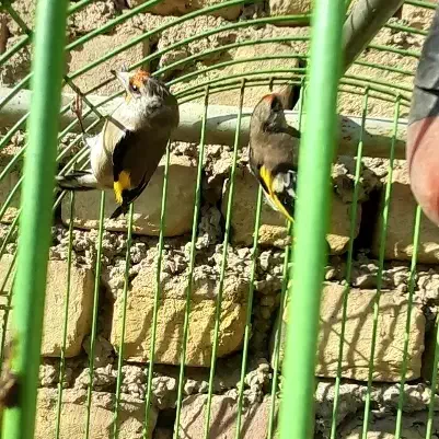 یک جفت سهره|پرنده|مزرعه کتول, |دیوار