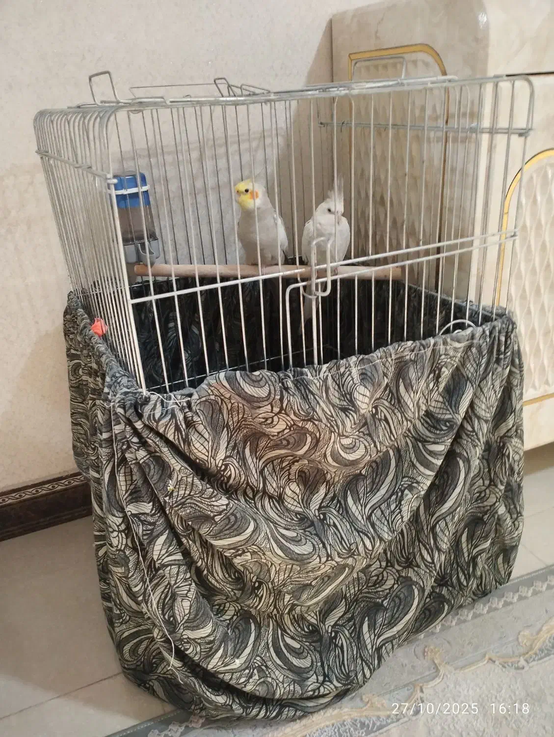 عروس هلندی|پرنده|قرچک, محمد آباد|دیوار