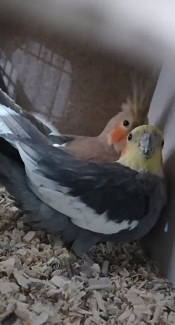 سالن پرورش عباسی|پرنده|شوشتر, |دیوار