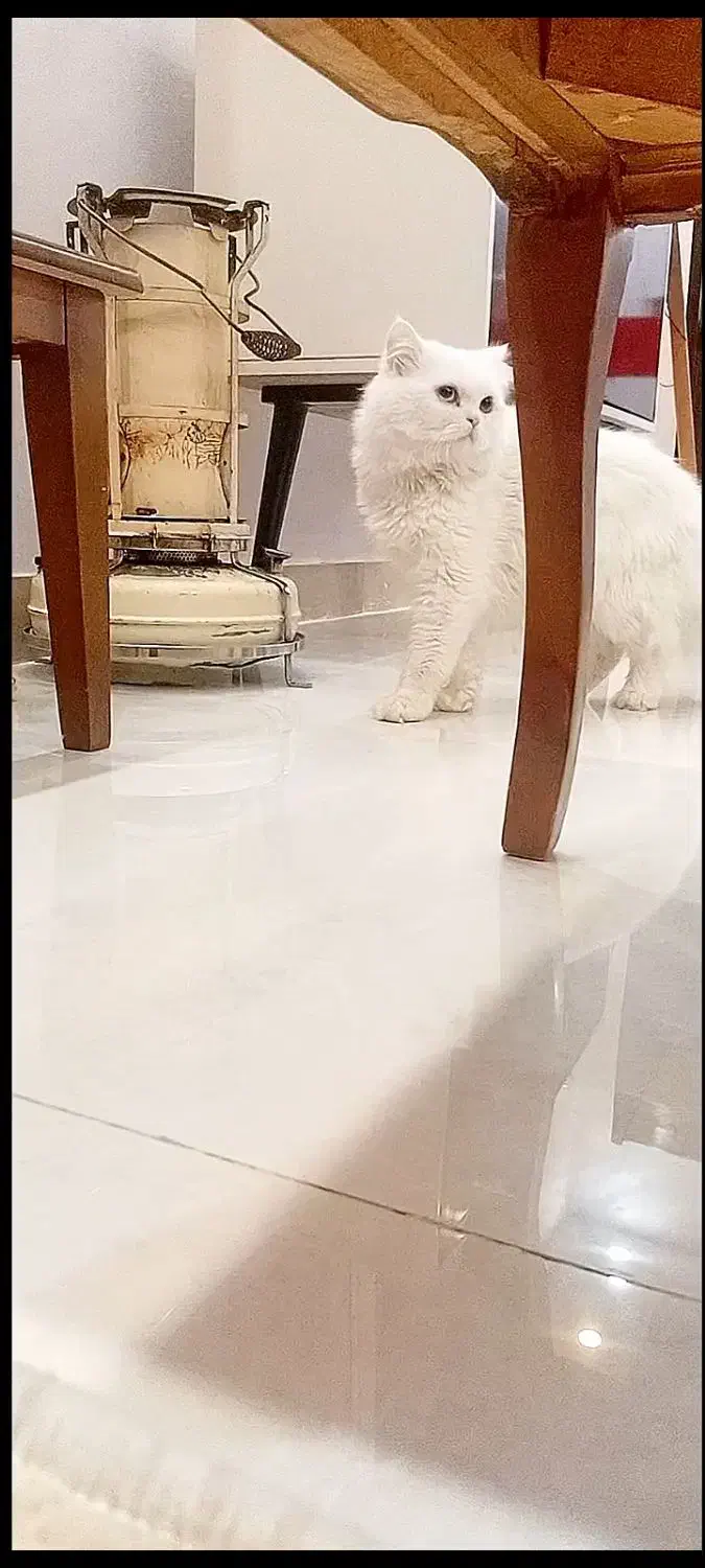 گربه نر زیبا|گربه|قم, پردیسان|دیوار