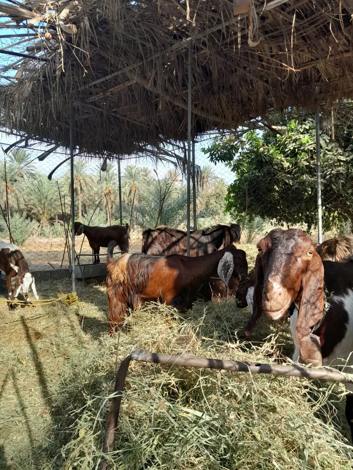 گوسفندپاکستانی|حیوانات مزرعه|جیرفت, |دیوار