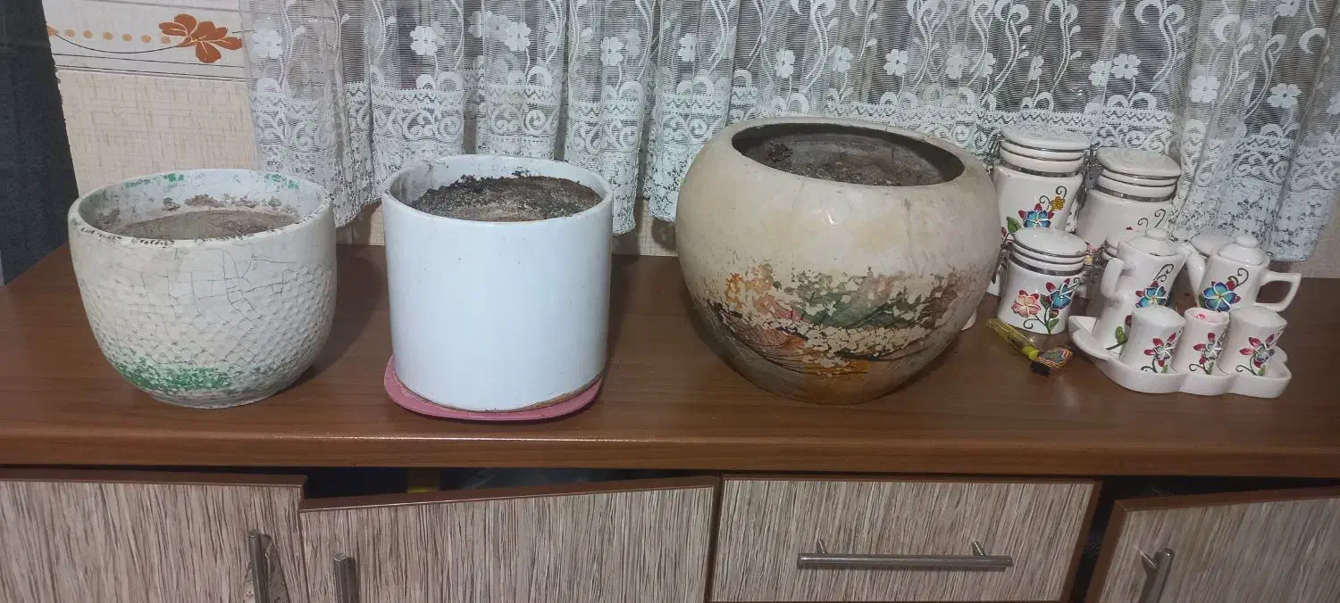 ۳عددگلدون|گل و گیاه طبیعی|قدس, شهرقدس|دیوار