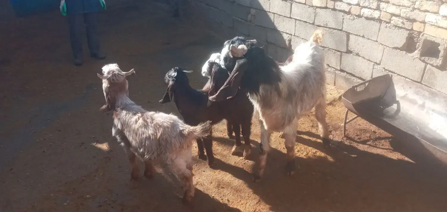 گوسفند|حیوانات مزرعه|ازنا, |دیوار