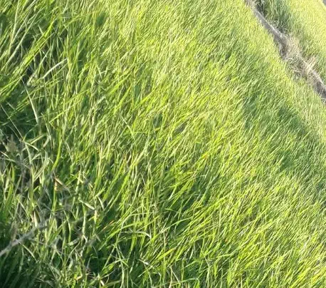 برنج شمشیری|خوردنی و آشامیدنی|ایلام, |دیوار