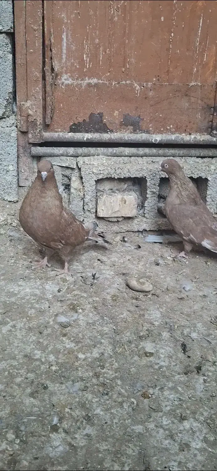 جفت تاپ|پرنده|امیدیه, |دیوار