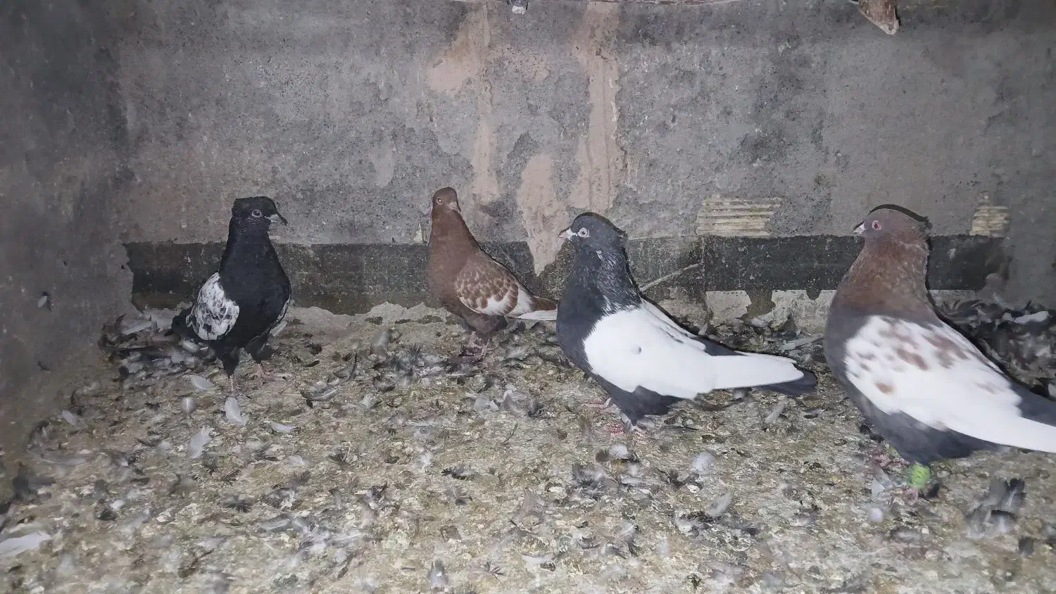 سینه ای|پرنده|لنجان, |دیوار