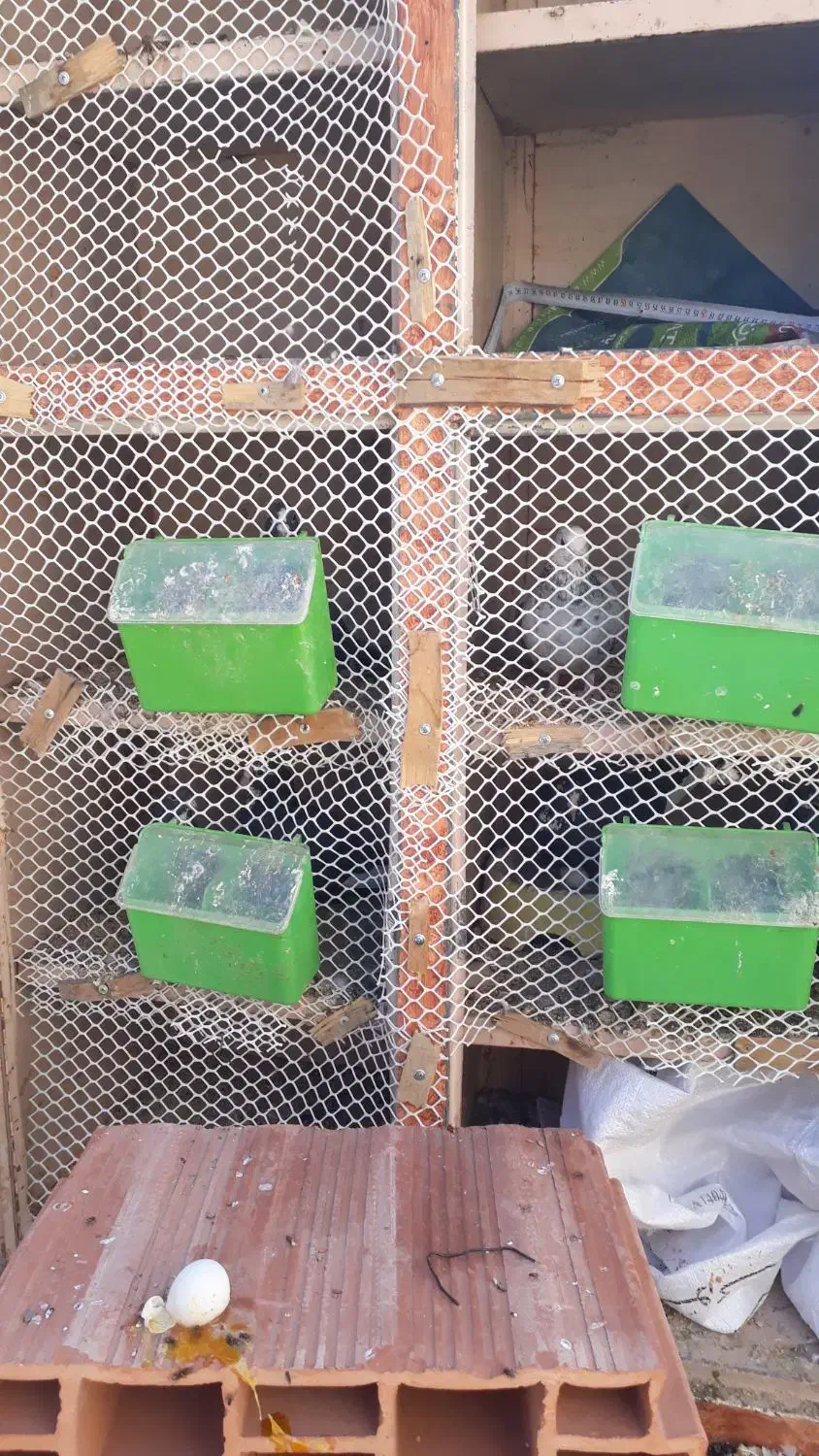 جفتگاه ۱۲تایی فلزی|لوازم جانبی حیوانات|رفسنجان, |دیوار