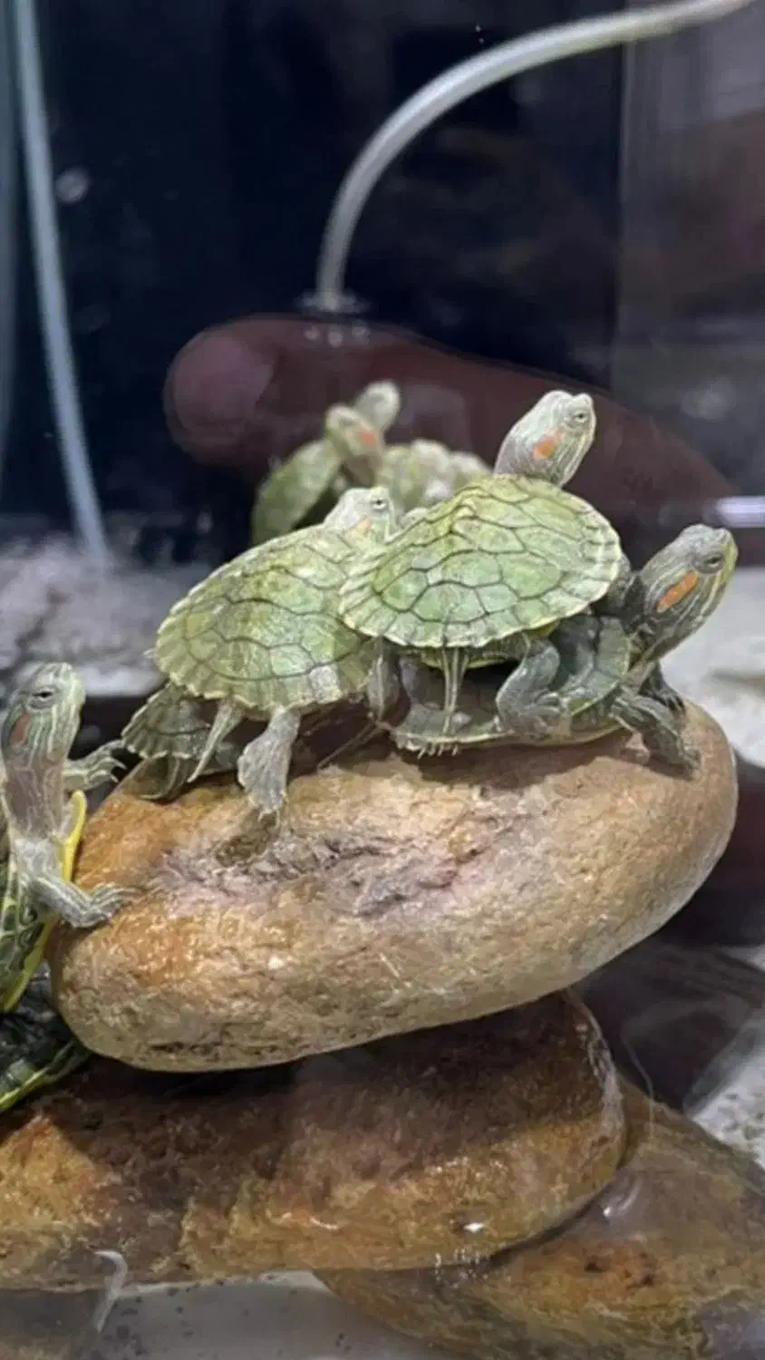 حلزون سبز|خزنده|زاهدان, |دیوار