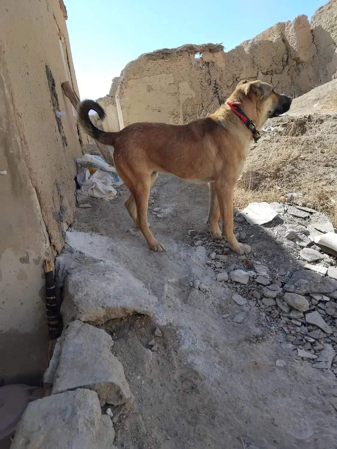 توله سگ کانگال|سگ|چادگان, |دیوار