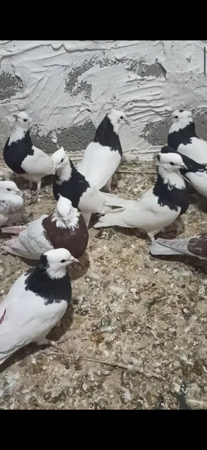 پرنده|پرنده|خنج, |دیوار