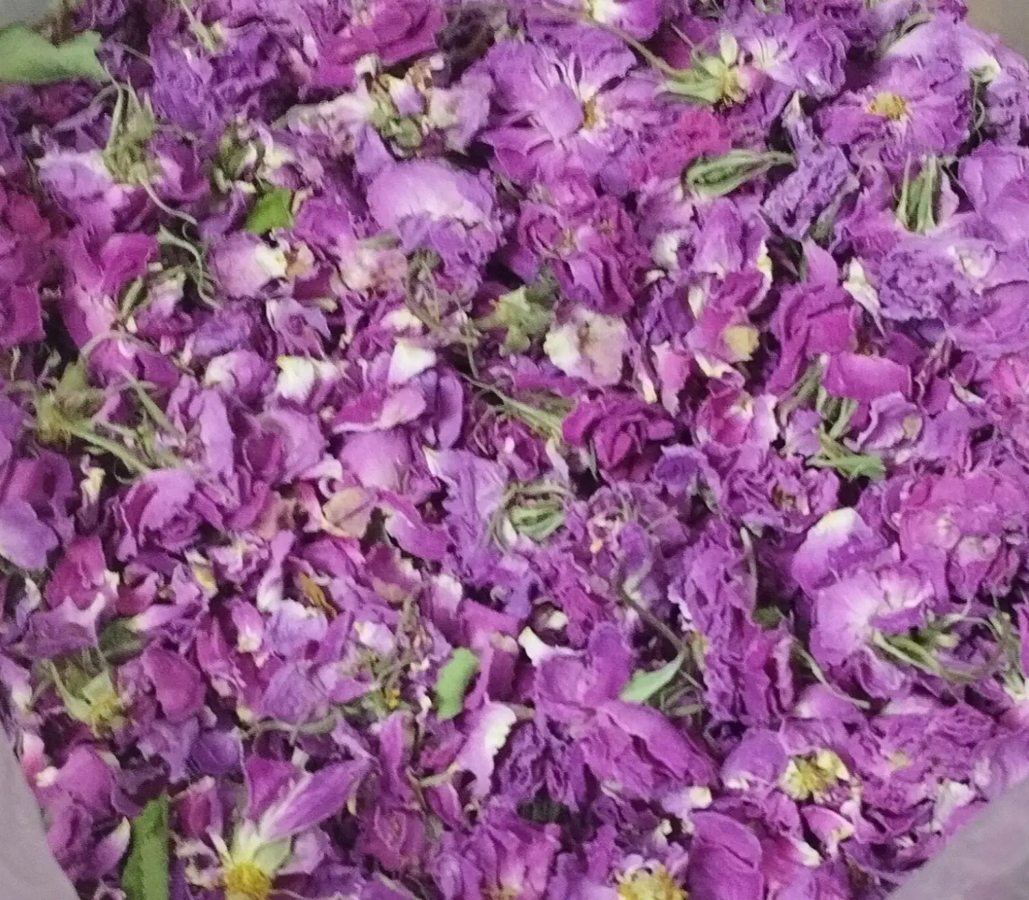 گل محمدی|گل و گیاه طبیعی|بیرجند, |دیوار