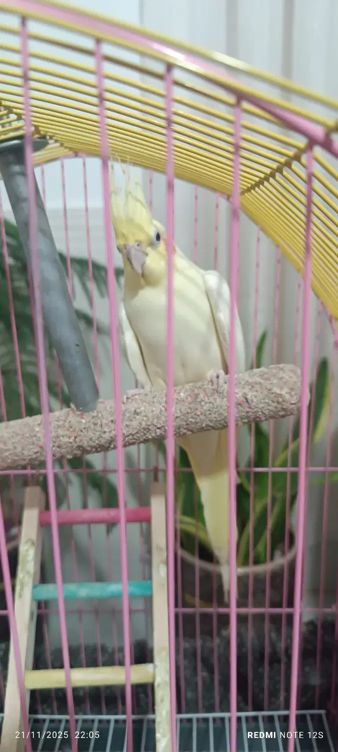 عروس هلندی|پرنده|پاکدشت, پاکدشت (مامازند)|دیوار